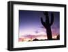 Silhouette of Cactus, Sonoran Desert, Organ Pipe Cactus National Park, Arizona, USA-Massimo Borchi-Framed Photographic Print