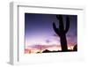 Silhouette of Cactus, Sonoran Desert, Organ Pipe Cactus National Park, Arizona, USA-Massimo Borchi-Framed Photographic Print