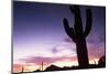 Silhouette of Cactus, Sonoran Desert, Organ Pipe Cactus National Park, Arizona, USA-Massimo Borchi-Mounted Photographic Print