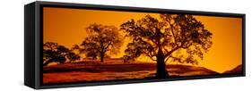 Silhouette of California Oaks Trees, Central Coast, California, USA-null-Framed Stretched Canvas