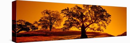 Silhouette of California Oaks Trees, Central Coast, California, USA-null-Stretched Canvas