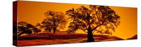 Silhouette of California Oaks Trees, Central Coast, California, USA-null-Stretched Canvas