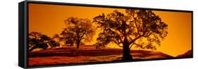 Silhouette of California Oaks Trees, Central Coast, California, USA-null-Framed Stretched Canvas