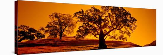 Silhouette of California Oaks Trees, Central Coast, California, USA-null-Stretched Canvas