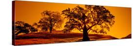 Silhouette of California Oaks Trees, Central Coast, California, USA-null-Stretched Canvas