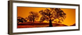 Silhouette of California Oaks Trees, Central Coast, California, USA-null-Framed Premium Photographic Print