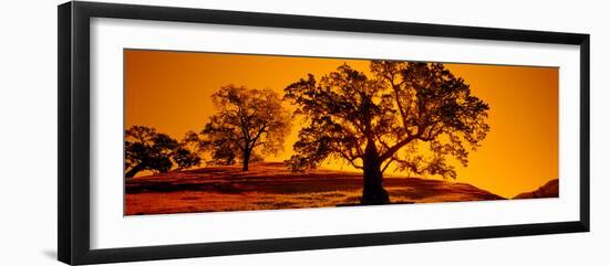 Silhouette of California Oaks Trees, Central Coast, California, USA-null-Framed Premium Photographic Print