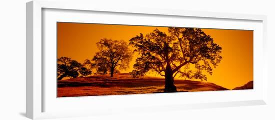 Silhouette of California Oaks Trees, Central Coast, California, USA-null-Framed Premium Photographic Print