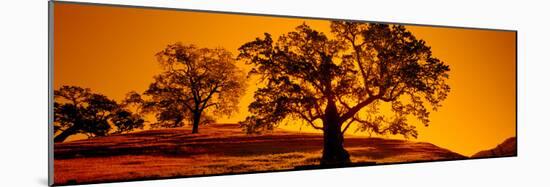 Silhouette of California Oaks Trees, Central Coast, California, USA-null-Mounted Premium Photographic Print