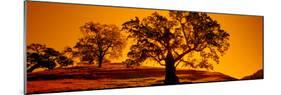 Silhouette of California Oaks Trees, Central Coast, California, USA-null-Mounted Photographic Print