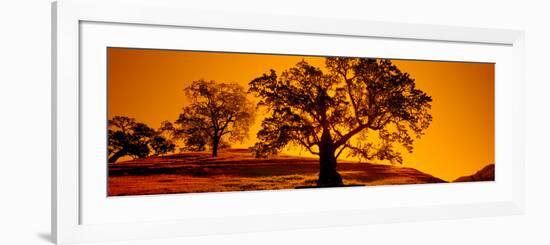 Silhouette of California Oaks Trees, Central Coast, California, USA-null-Framed Photographic Print