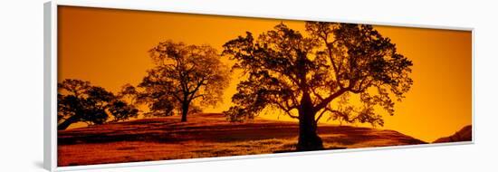 Silhouette of California Oaks Trees, Central Coast, California, USA-null-Framed Photographic Print