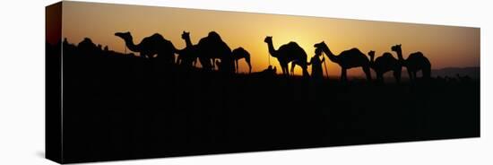 Silhouette of Camels in a Desert, Pushkar Camel Fair, Pushkar, Rajasthan, India-null-Stretched Canvas