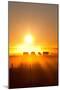 Silhouette of Cattle Walking across the Plans in Sunset-ImagineGolf-Mounted Photographic Print