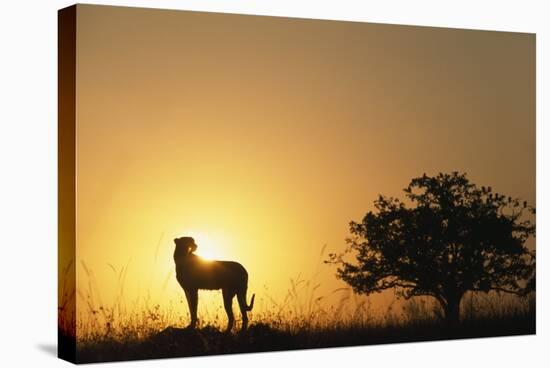 Silhouette of Cheetah and Tree-Paul Souders-Stretched Canvas