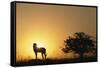 Silhouette of Cheetah and Tree-Paul Souders-Framed Stretched Canvas