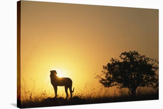 Silhouette of Cheetah and Tree-Paul Souders-Stretched Canvas