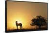 Silhouette of Cheetah and Tree-Paul Souders-Framed Stretched Canvas