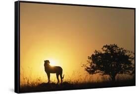 Silhouette of Cheetah and Tree-Paul Souders-Framed Stretched Canvas