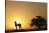 Silhouette of Cheetah and Tree-Paul Souders-Stretched Canvas