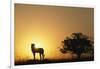 Silhouette of Cheetah and Tree-Paul Souders-Framed Photographic Print