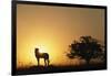 Silhouette of Cheetah and Tree-Paul Souders-Framed Photographic Print