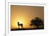 Silhouette of Cheetah and Tree-Paul Souders-Framed Photographic Print