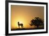 Silhouette of Cheetah and Tree-Paul Souders-Framed Photographic Print