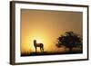 Silhouette of Cheetah and Tree-Paul Souders-Framed Photographic Print