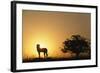Silhouette of Cheetah and Tree-Paul Souders-Framed Photographic Print