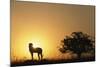 Silhouette of Cheetah and Tree-Paul Souders-Mounted Photographic Print