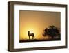 Silhouette of Cheetah and Tree-Paul Souders-Framed Photographic Print