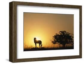 Silhouette of Cheetah and Tree-Paul Souders-Framed Photographic Print