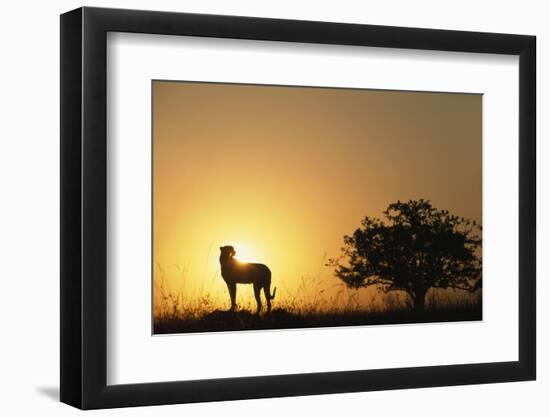 Silhouette of Cheetah and Tree-Paul Souders-Framed Photographic Print