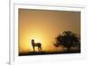 Silhouette of Cheetah and Tree-Paul Souders-Framed Photographic Print