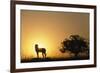 Silhouette of Cheetah and Tree-Paul Souders-Framed Photographic Print