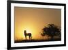 Silhouette of Cheetah and Tree-Paul Souders-Framed Photographic Print