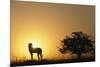 Silhouette of Cheetah and Tree-Paul Souders-Mounted Photographic Print