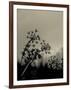 Silhouette of Cow Parsley-David Ridley-Framed Photographic Print