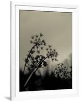 Silhouette of Cow Parsley-David Ridley-Framed Photographic Print