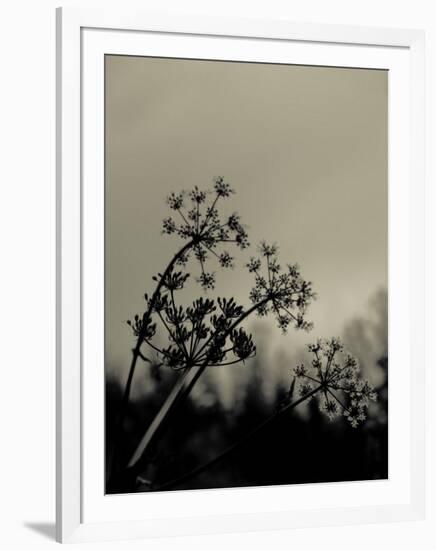 Silhouette of Cow Parsley-David Ridley-Framed Photographic Print