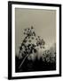 Silhouette of Cow Parsley-David Ridley-Framed Photographic Print