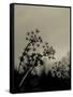 Silhouette of Cow Parsley-David Ridley-Framed Stretched Canvas