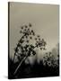 Silhouette of Cow Parsley-David Ridley-Stretched Canvas