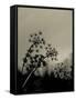 Silhouette of Cow Parsley-David Ridley-Framed Stretched Canvas