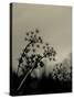 Silhouette of Cow Parsley-David Ridley-Stretched Canvas