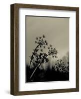 Silhouette of Cow Parsley-David Ridley-Framed Photographic Print