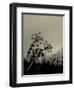 Silhouette of Cow Parsley-David Ridley-Framed Photographic Print