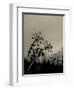 Silhouette of Cow Parsley-David Ridley-Framed Photographic Print