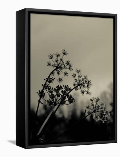 Silhouette of Cow Parsley-David Ridley-Framed Stretched Canvas